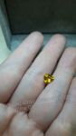 Sapphire vàng thiên nhiên hình trái tim - MS: XTSA015